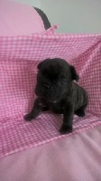 Lizzie